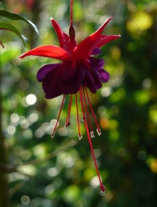 Giant Fuschia photo